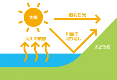 自然条件を生かし、ぶどう畑の気候を温暖に保つ工夫