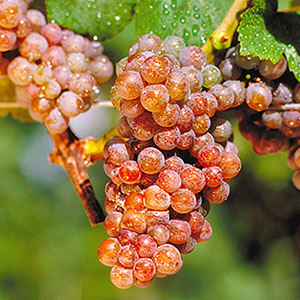 ゲヴュルツトラミーナー Gewürztraminer